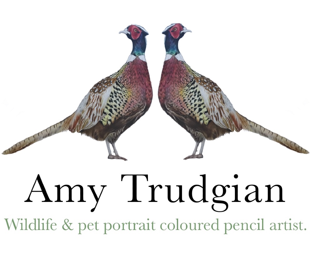 Amy Trudgian Art